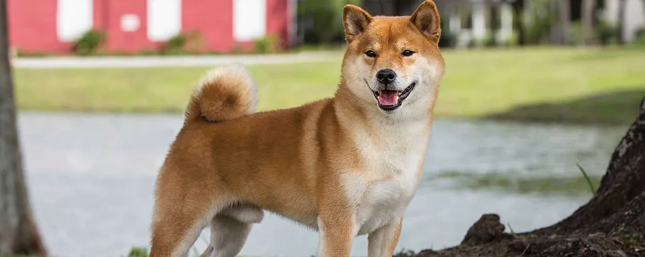 Agresywne zachowanie shiba inu