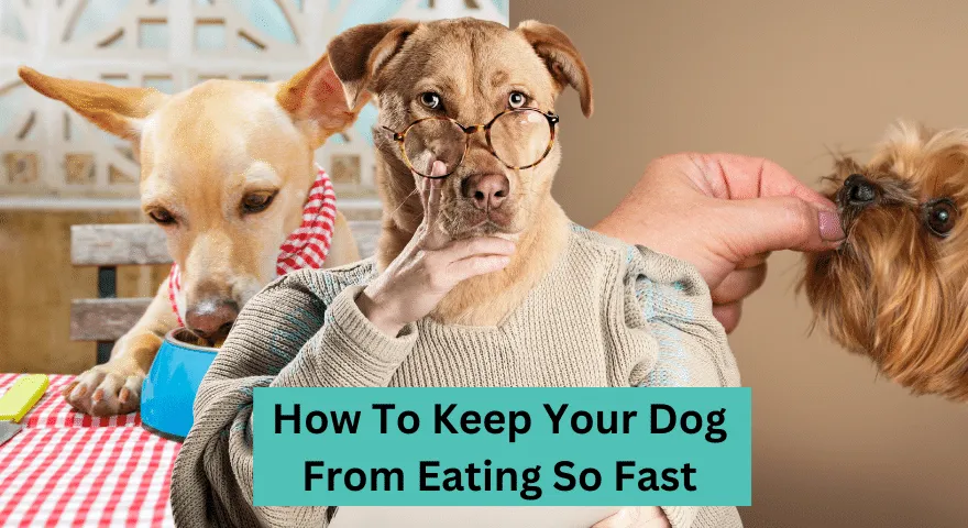 Hur du hindrar din hund från att äta så snabbt
