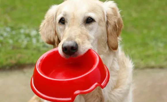 Hundträning: Hur du hindrar din hund från att äta så snabbt