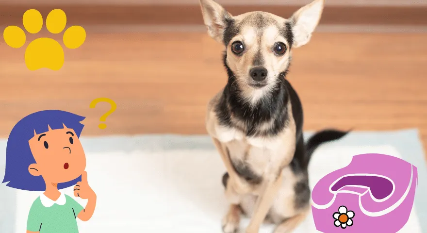 Treinando seu filhote para usar o penico