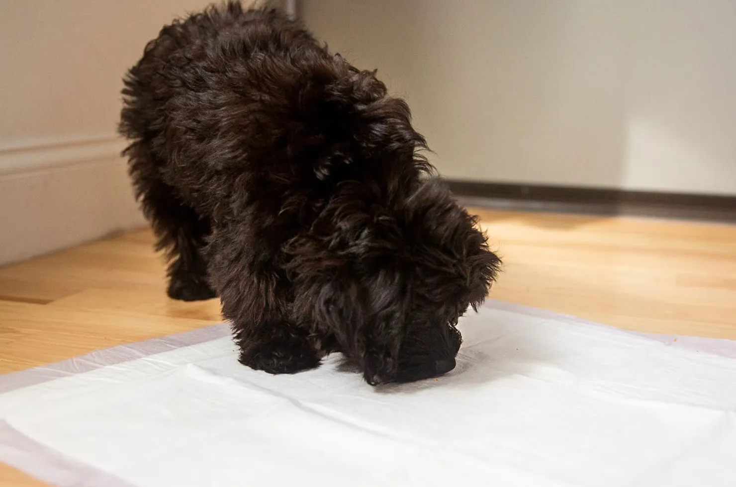 Filhote de cachorro para usar penico