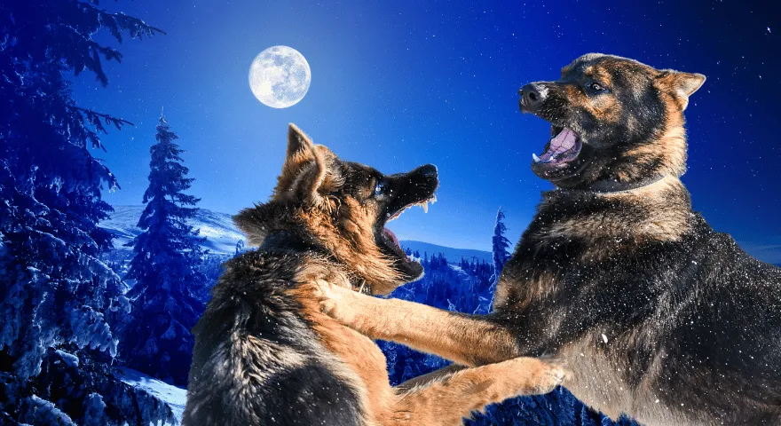 Kako disciplinirati psa nakon tučnjave