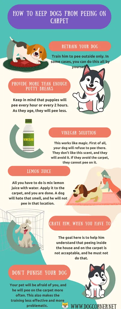 Jak powstrzymać psy przed sikaniem na dywan