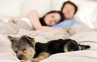 Comment un chien choisit-il avec qui coucher