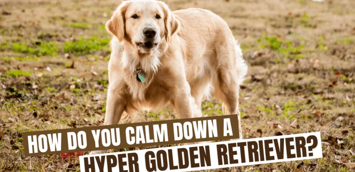 Kā nomierināt hiperzelta retrīveri