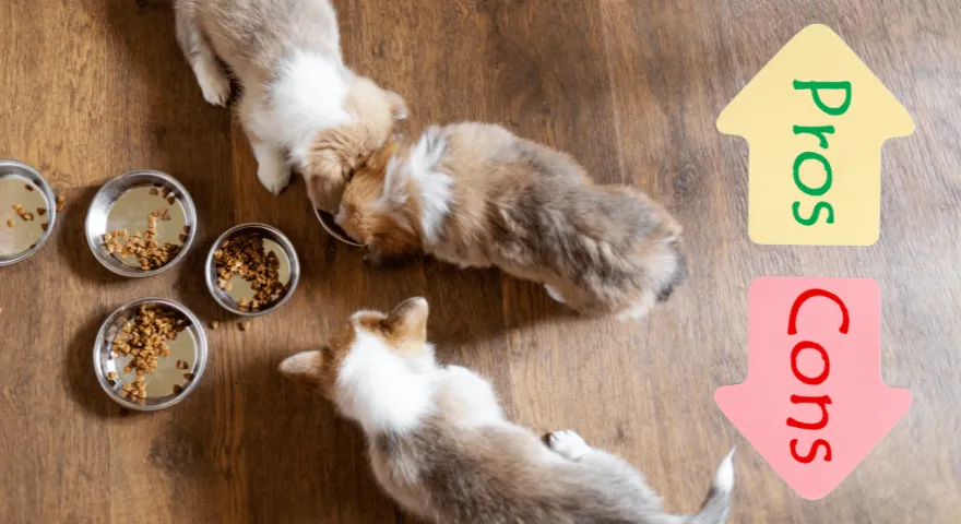 Mokra i sucha karma: zalety i wady