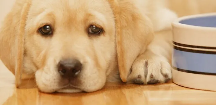 Kiedy szczenięta mogą jeść suchą karmę bez wody