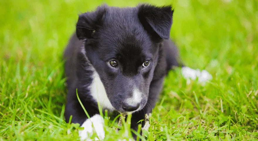 Halvad koeraharjumused ja kuidas neist lahti saada