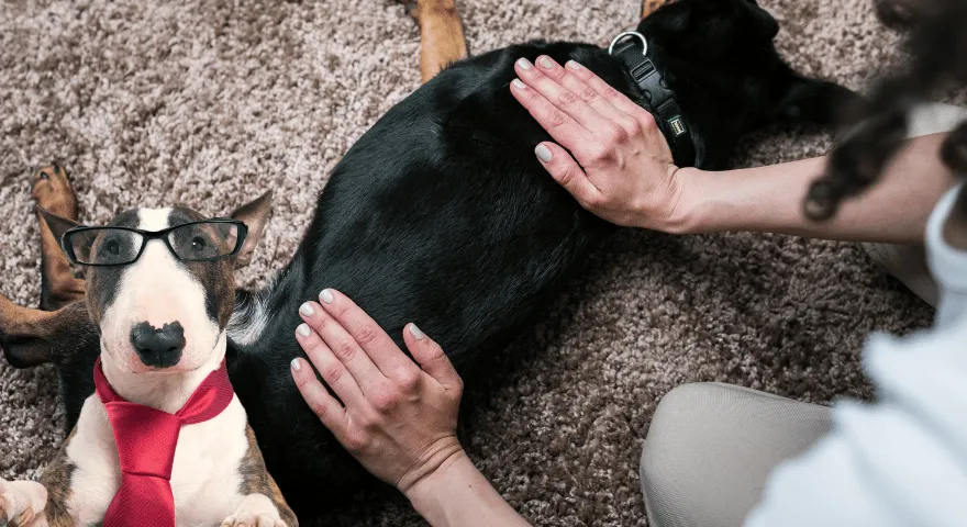 Hundefølelse, når den bliver genbrugt