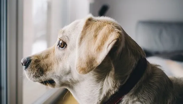 Kaip jaučiasi šuo, kai pasodintas į namus