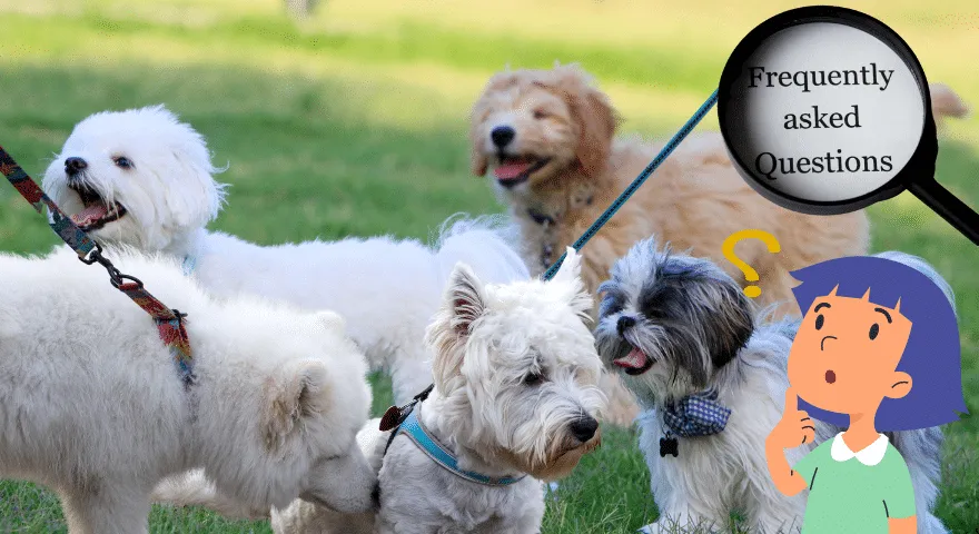 psy, aby dobrze się ze sobą czuły