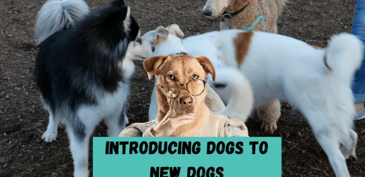 Przedstawiamy psy nowym psom. Jak to zrobić.