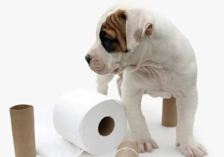 Pes Na Pooping V Domě