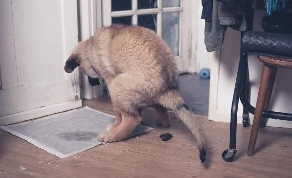 Měli byste trestat svého psa za kakání v domě