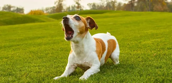 Dlaczego psy szczekają i kiedy należy to zatrzymać?