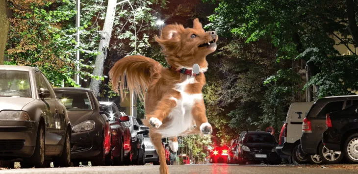 Dlaczego psy szczekają i biegają nocą za pojazdami