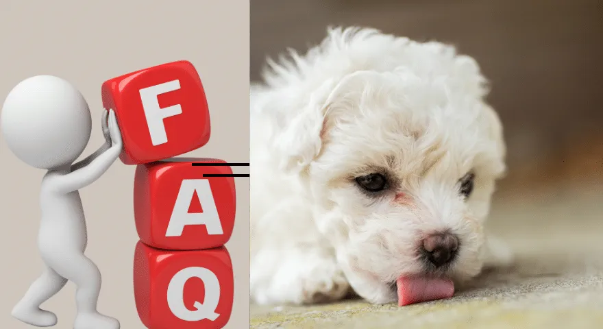 Perguntas frequentes sobre por que meu cachorro está lambendo o chão e os tapetes