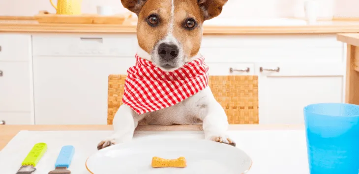 Waarom heeft mijn hond altijd honger: is dat een probleem?