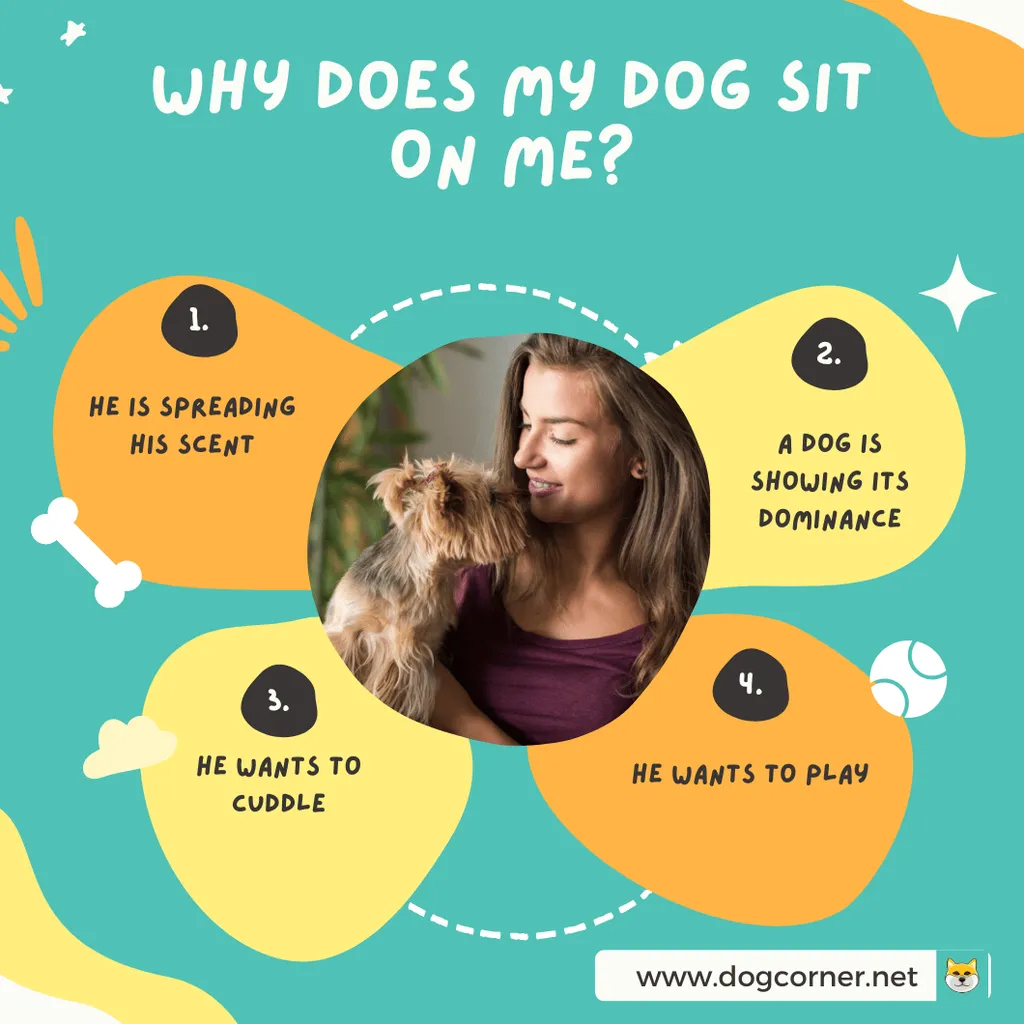 dlaczego mój pies na mnie siada