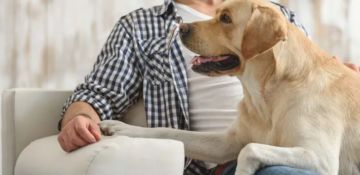 Dlaczego mój pies na mnie siada