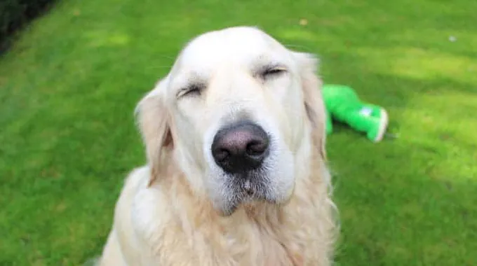 Co to znaczy, jeśli pies nie może mieć otwartych oczu