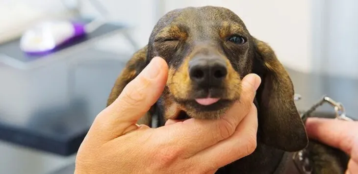 Co to znaczy, jeśli pies nie może mieć otwartych oczu