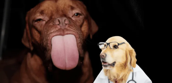 Пас се чудно понаша након прања зуба