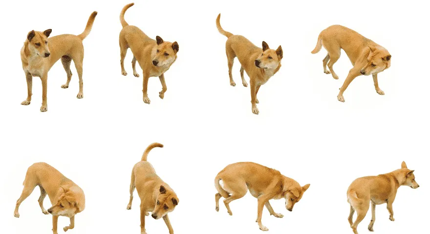 Miért viselkedik hirtelen paranoiás a kutyám?