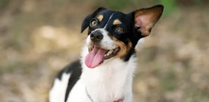 Miks mu koer äkitselt paranoiliselt käitub?