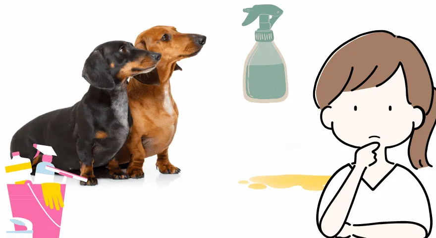 Spraye, które sprawią, że mój pies przestanie sikać w domu