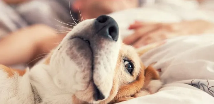 Mengapa Anjing Saya Tidak Mau Tidur Dengan Saya Lagi