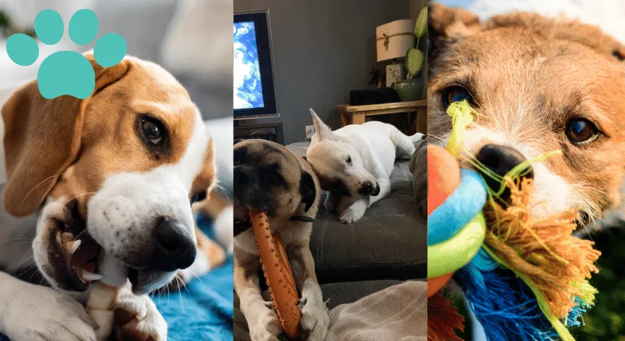 Prevenire la masticazione distruttiva nei cani