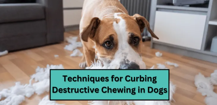 Koerte hävitava närimise ohjeldamise meetodid