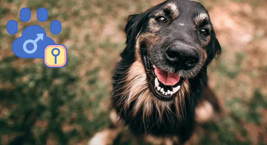 Pas se čudno ponaša nakon sterilizacije