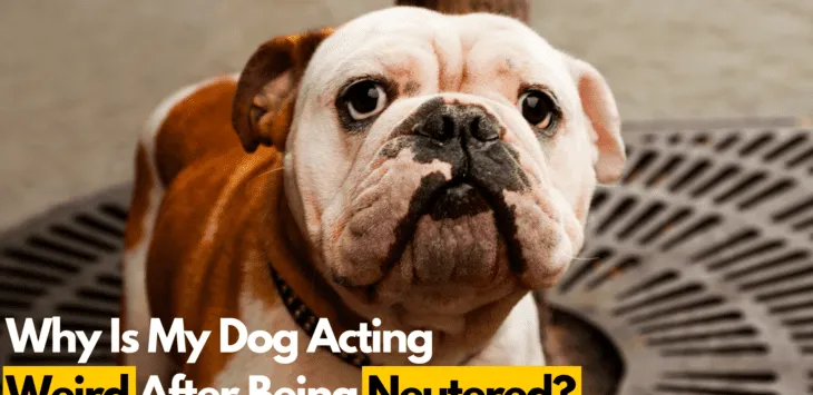 Zašto se moj pas čudno ponaša nakon sterilizacije?