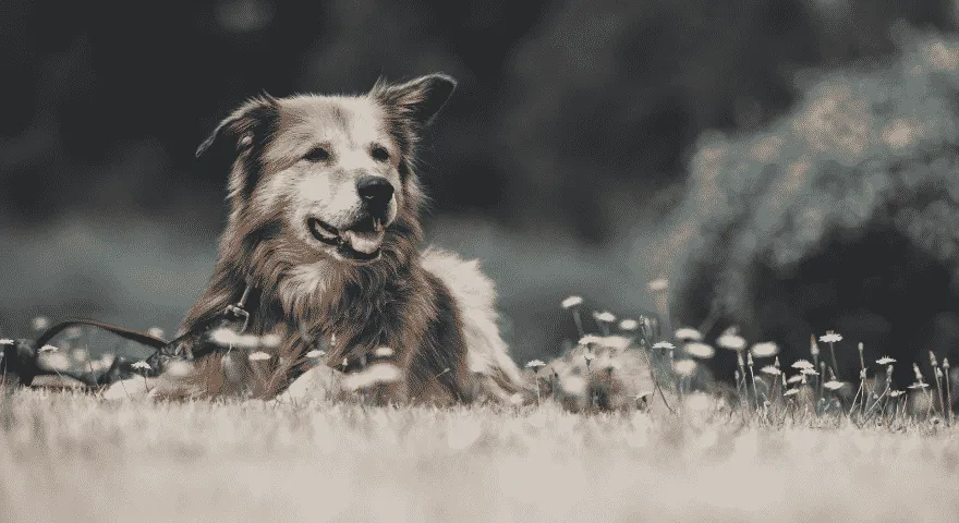 problemas de salud del perro