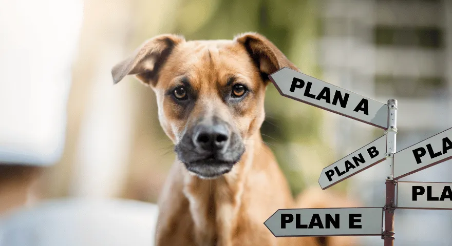 Kas koerad võivad teie vastu vihastada