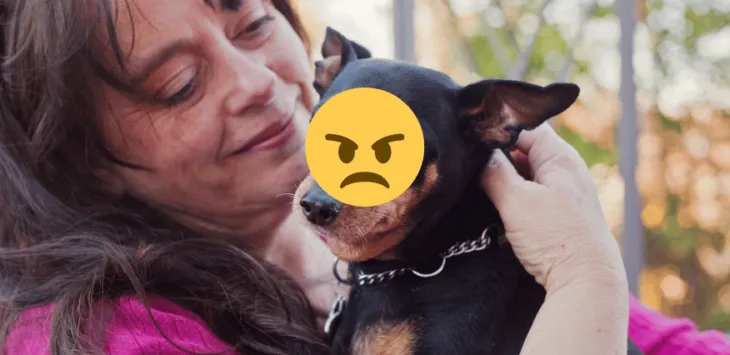 Kas koerad võivad teie vastu pahameelt tunda?