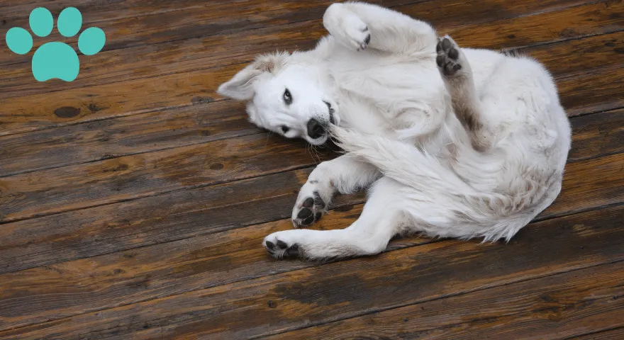 Cara Menghentikan Anjing Mengejar Ekornya