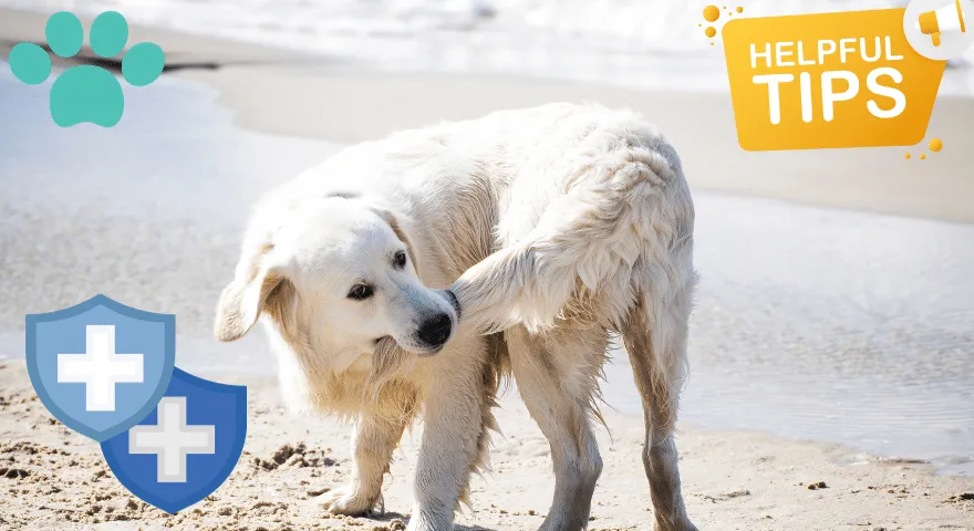 Mencegah pengejaran ekor yang obsesif pada anjing