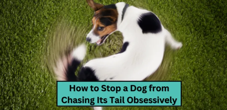 Cara Menghentikan Anjing Mengejar Ekornya Secara Obsesif