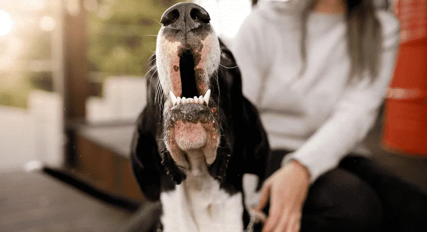 개에게 특별한 것을 가르쳐라