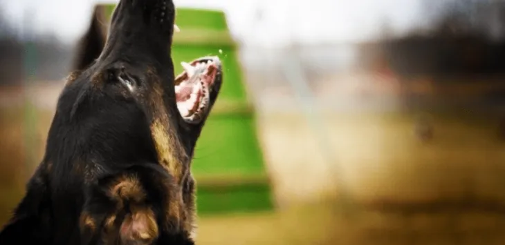 내 개는 지나가는 모든 것에 짖는다