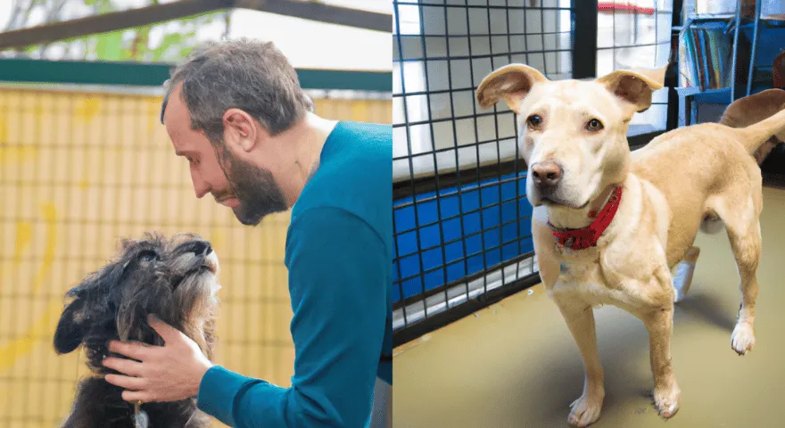 Šunų dienos priežiūros privalumai ir trūkumai