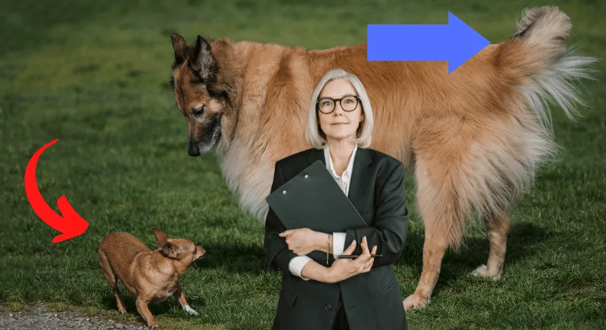 Znaczenie machania ogonem przez psa' title='Zrozumienie znaczenia machania ogonem przez psa