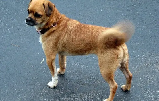 Zrozumienie znaczenia machania ogonem przez psa