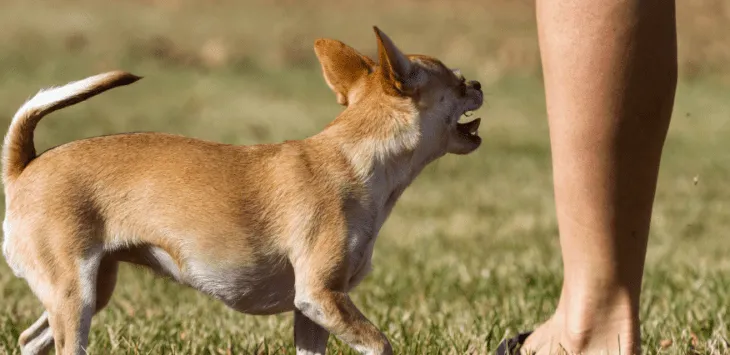 למה צ'יוואווה שלי פתאום נדלק עלי?