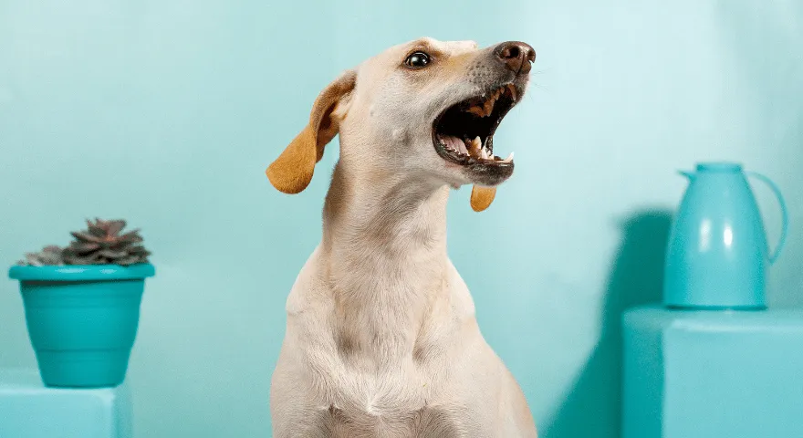 Dlaczego Twój pies jęczy