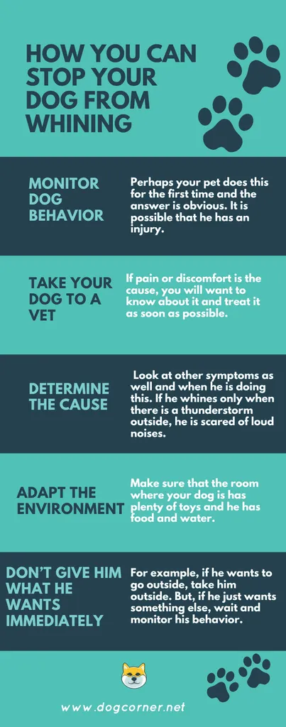 Jak powstrzymać psa od marudzenia