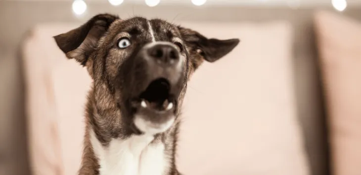 Jak łatwo powstrzymać psa od skomlenia